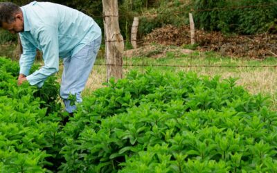 DITR 2025: prazo final é nesta terça-feira (30)