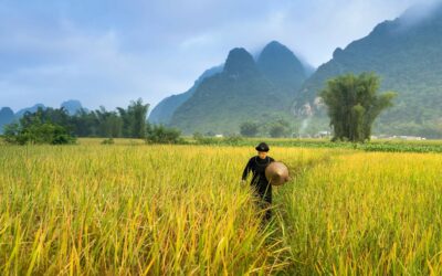 Crédito rural de R$ 12 bi emperra e deixa produtores sem acesso