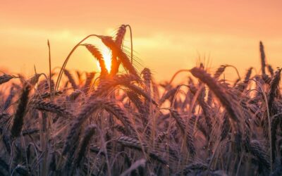 NR-31 atualizada: PGRTR substitui PPRA no agronegócio