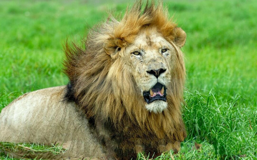 As regras de IRPF 2026 estão chegando!