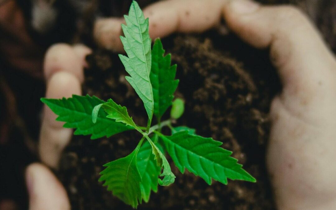 ESG: 76% das empresas brasileiras adotam práticas sustentáveis