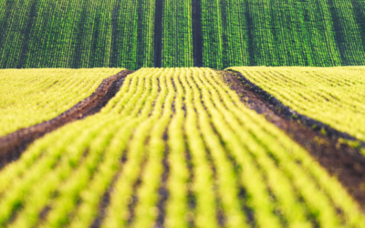 Justiça garante crédito de PIS/Cofins para empresa do agro